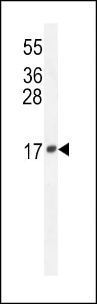 LCN10 Antibody (aa94-123)