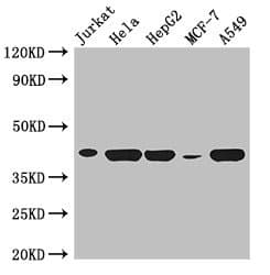 IHC-plus™ HLA-B Antibody