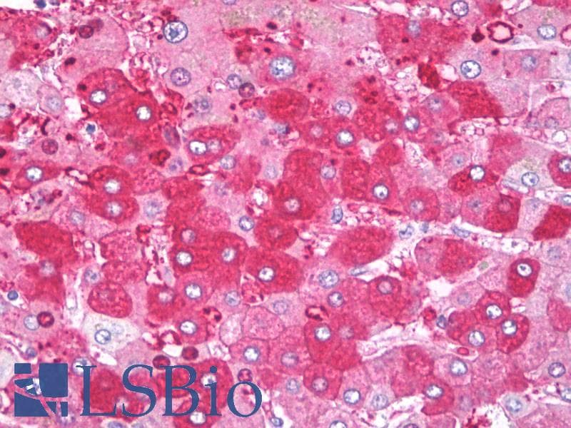 IHC-plus™ ALB / Serum Albumin Antibody (clone BGN/1328/33 (UA33))