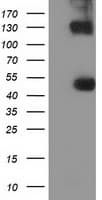 UHMK1 / KIS Antibody (clone OTI2H4, Carrier-free)