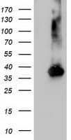 NUDT18 Antibody (clone OTI5F9)