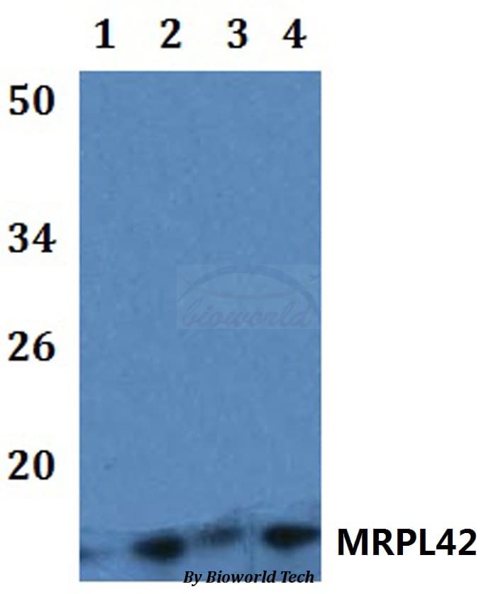 MRPL42 / MRPS32 Antibody