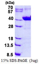 Human GNAI2 Protein (Recombinant His)