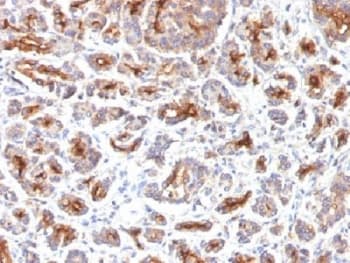 CFTR Antibody (clone SPM176, Azide-free, BSA-free)