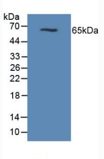 EMA / MUC1 Antibody (aa474-630)
