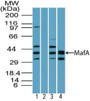 MAFA Antibody (aa300-350)