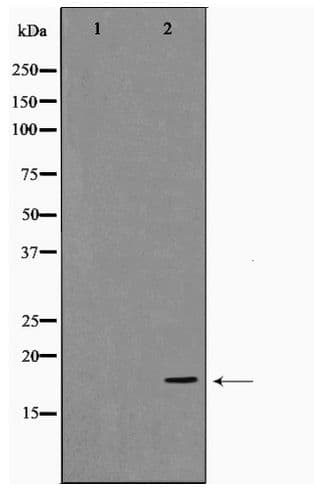 CFL1 / Cofilin Antibody