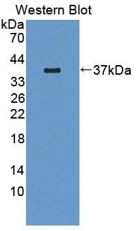 RNASEH2A Antibody (FITC)