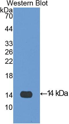 CXCL4 / PF4 Antibody (aa30-105)