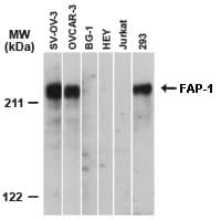 FAP-1 / PTPN13 Antibody (aa1279-1883)
