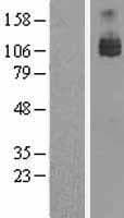 AXL Protein (Over-Expression Lysate Myc-DDK (Flag))