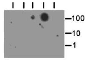 HIST3H3 Antibody (Me3-Lys56)