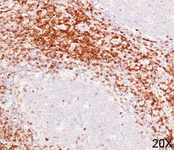 CD6 Antibody (clone C6/372, Azide-free, BSA-free)