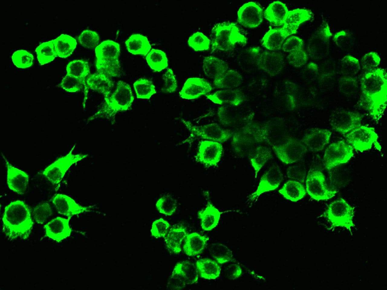 SYP / Synaptophysin Antibody (Preservative Free)