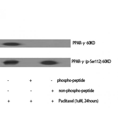 PPARG / PPAR Gamma Antibody (50-130 aa)