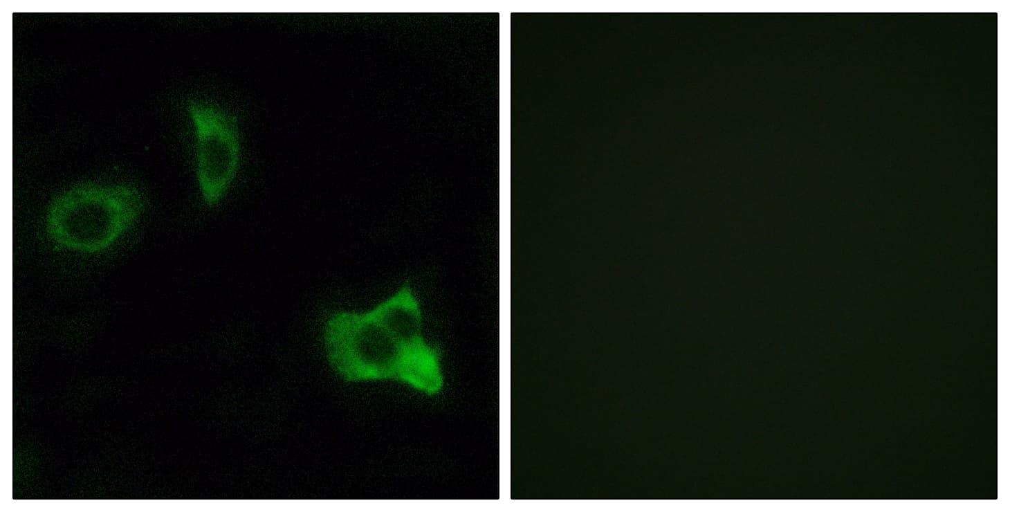 IHC-plus™ OR8D1 Antibody (aa234-283)
