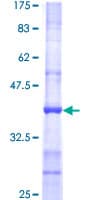Human POMT2 Protein (Recombinant GST, N-terminus)
