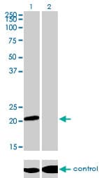 ATF3 Antibody (clone 6B8)