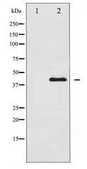 MEK1 + MEK2 Antibody