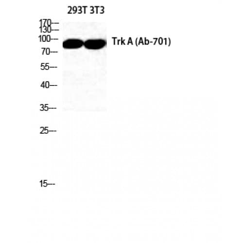 NTRK1 / TrkA Antibody (640-720 aa)