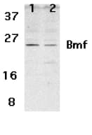 BMF Antibody