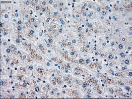 CHEK2 / CHK2 Antibody (clone OTI2H5)