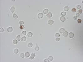IdU / Iododeoxyuridine Antibody (clone 7C9)