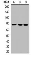 KIND2 / FERMT2 Antibody