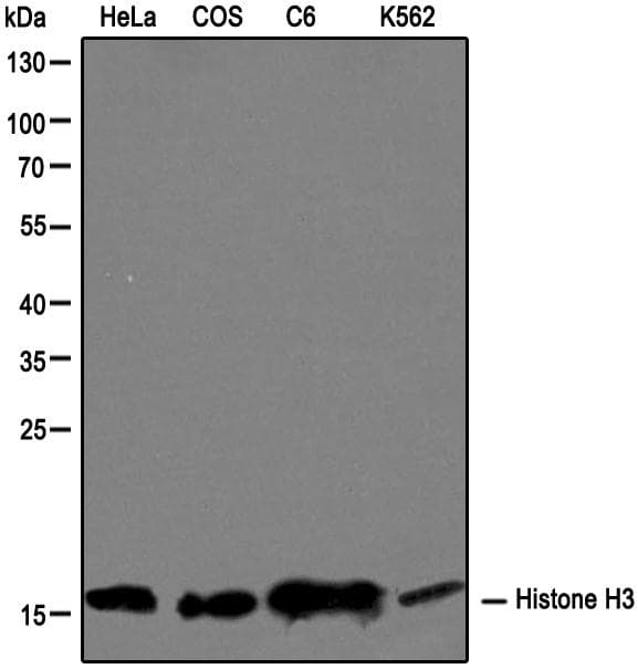 Histone H3 Antibody (aa100-150)