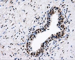 PKMYT1 Antibody (clone OTI5E1)