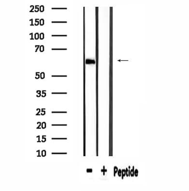 MEGF9 / EGFL5 Antibody