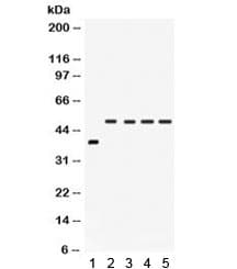 IRF2 Antibody