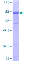 Human PSAP / Prosaposin Protein (Recombinant GST)