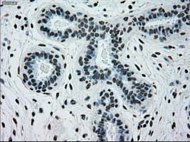 Monoclonal Mouse anti-Human PMEL / SILV / gp100 Antibody (clone OTI10E5, IHC, IF, WB)