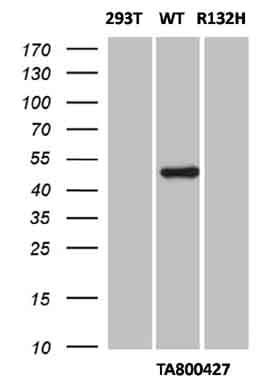 IDH1 / IDH Antibody (clone OTI1D1)
