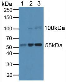 CASP8 / Caspase 8 Antibody (aa7-216, Biotin)