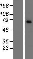 CNOT4 / CLONE243 Protein (Over-Expression Lysate Myc-DDK (Flag))
