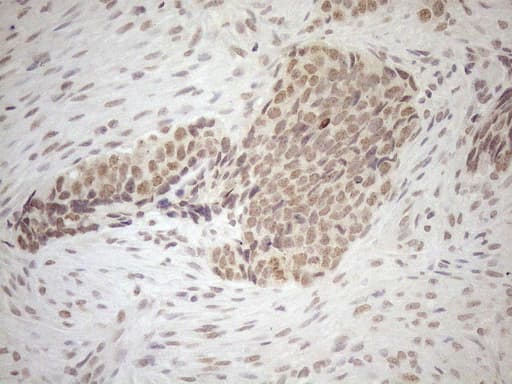 SCML2 Antibody (aa1-321, clone OTI1E1)