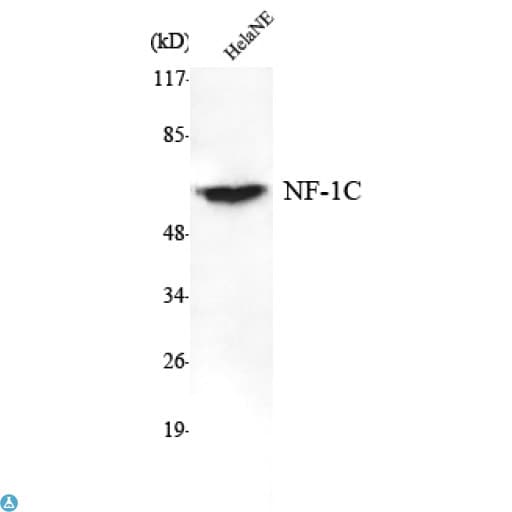 Monoclonal Mouse anti-Human NFI / NFIC Antibody (WB)