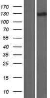 DHX34 Protein (Over-Expression Lysate Myc-DDK (Flag))