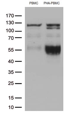 PDCD1 / CD279 / PD-1 Antibody (clone OTI14C5)