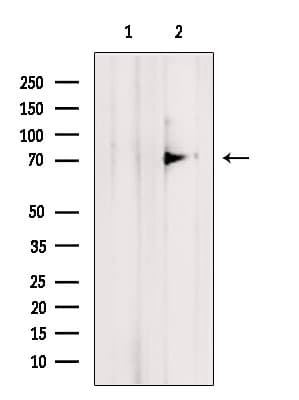 TNIP1 Antibody