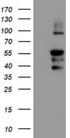 PPP1R15A / GADD34 Antibody (clone OTI3D12)