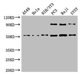 Polyclonal Rabbit anti-Human BECN1 / Beclin-1 Antibody (IHC, IF, WB)