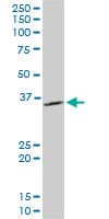 Monoclonal Mouse anti-Human PPA1 Antibody (clone 3B2, WB)