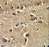 XPOT / Exportin-T Antibody (aa935-962)