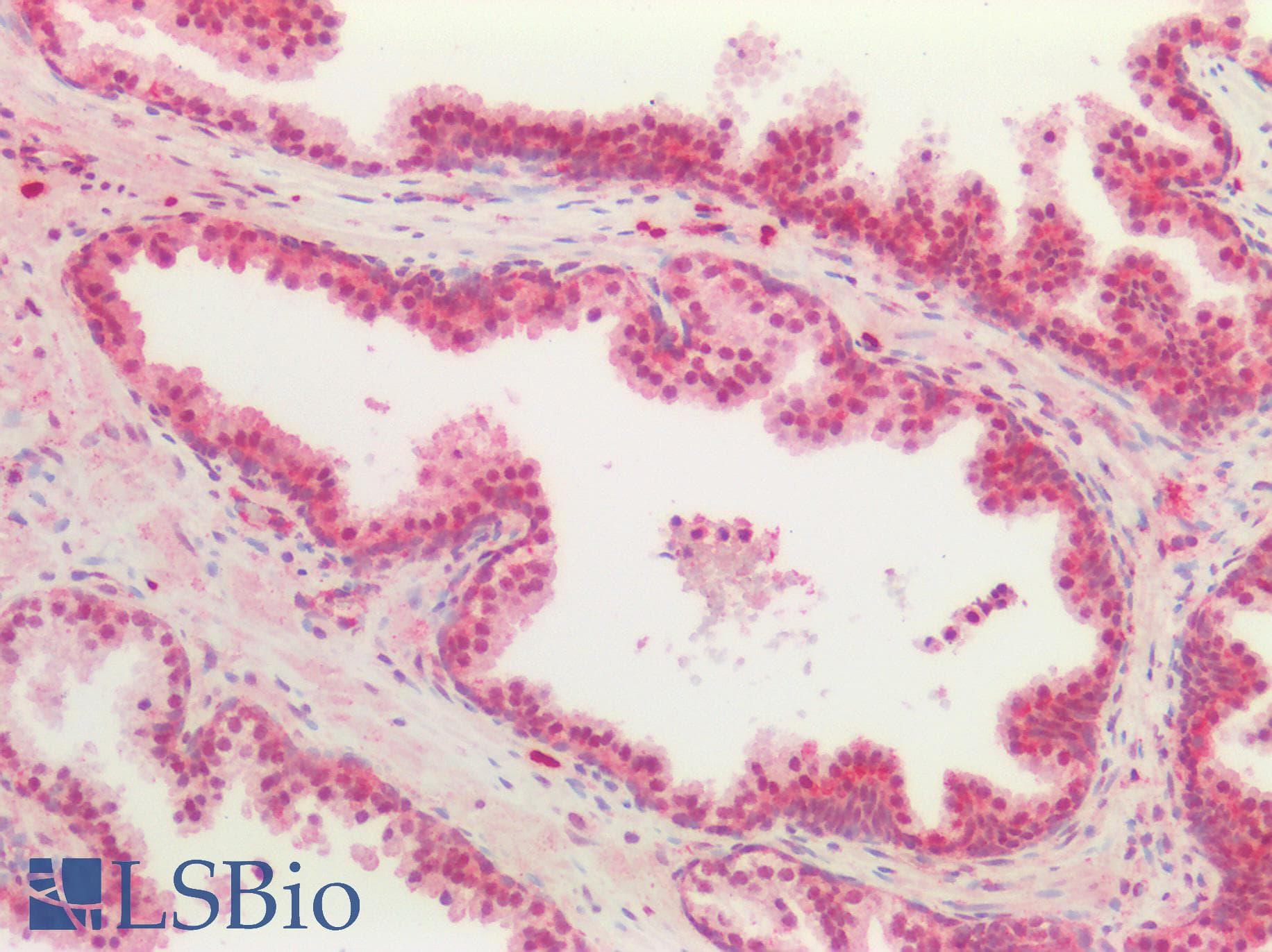 IHC-plus™ TGFB3 / TGF Beta3 Antibody (aa1-265)