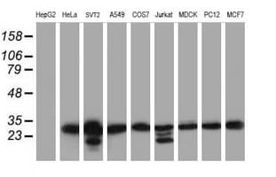 MORF4 Antibody (aa1-255, clone OTI5F2, Carrier-free)