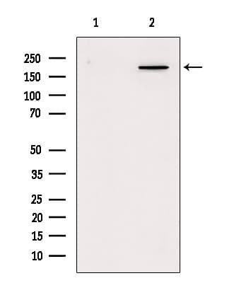 MYH4 Antibody