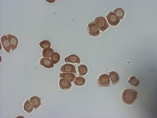 TNFSF5IP1 / CLAST3 Antibody (clone OTI1E3, Carrier-free)
